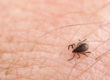 Lyme Disease