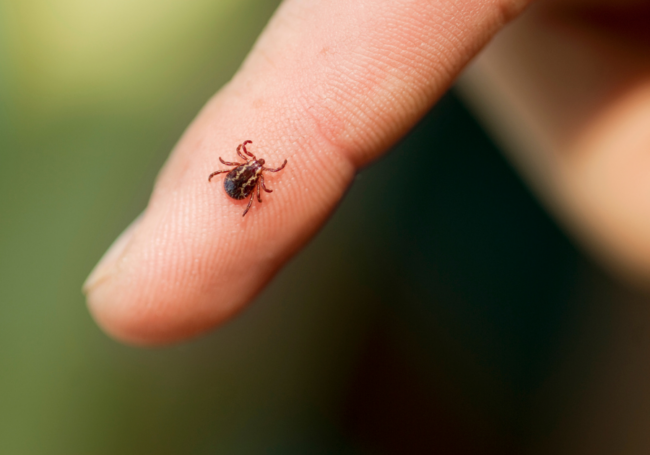 This person has a tick and needs to get it checked by a dermatologist.