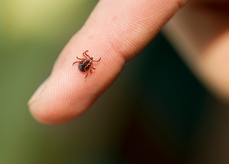 This person has a tick and needs to get it checked by a dermatologist.