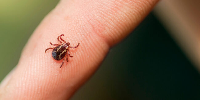 insect-img