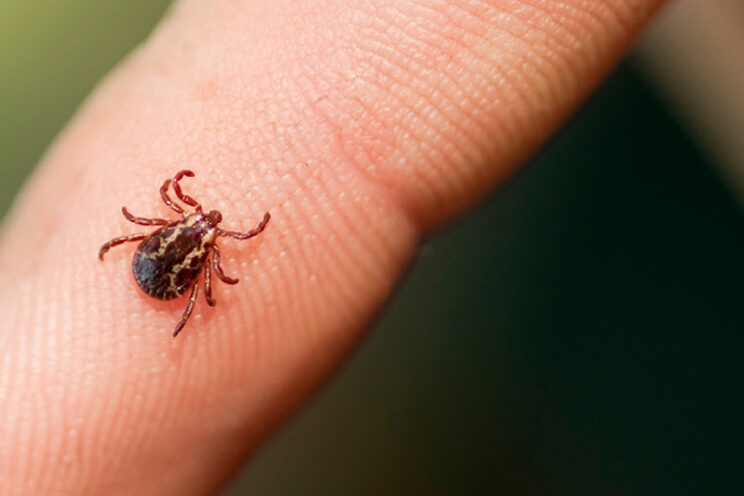 insect-img